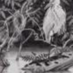 阿波野由起夫:京都市立芸術大学『小倉池/Ogura Pond』<br />700×530,額入サイズ915×715